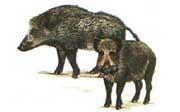 Caccia: Il cinghiale, foto di battute di caccia al cinghiale